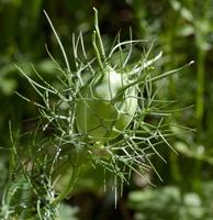 Nigelle de Damas - infrutescence