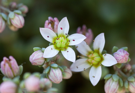 Classement par familles