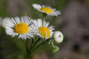Marguerite commune (Leucanthemum vulgare)