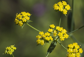 Panais (Pastinaca sativa)