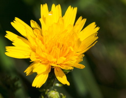 Epervière commune (Hieracium vulgatum)