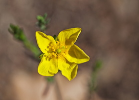 Hélianthème à feuilles de saule (Helianthemum salicifolium)