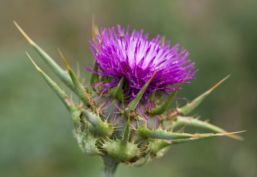 Classement par couleurs