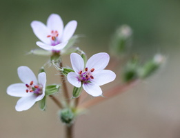 Bec-de-grue à feuilles de cigüe (Erodium cicutarium)