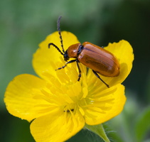 Lupérus portugais (Exosoma lusitanica)