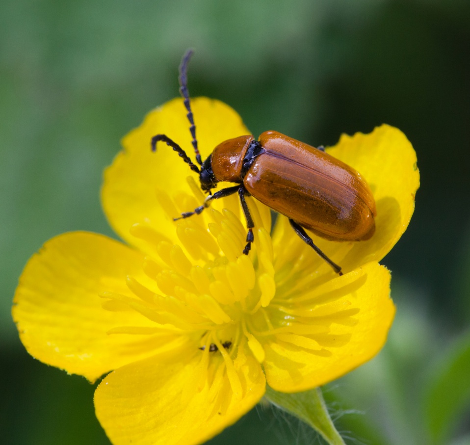 Lupérus portugais (Exosoma lusitanica).jpg