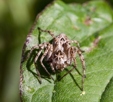 Lycose de Narbonne (Lycosa narbonensis) 1