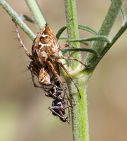 Lycose de Narbonne (Lycosa narbonensis) 2