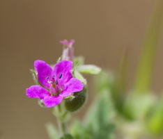 Erodium à feuilles de mauve (Erodium malacoides)