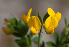 Lotier corniculé (Lotus corniculatus) 2