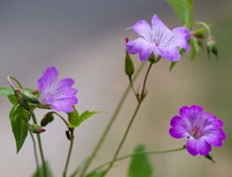 Géranium noueux (Geranium nodosum) - photo 1