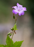 Géranium noueux (Geranium nodosum) - photo 2