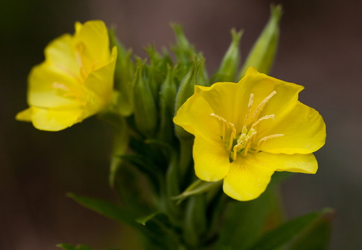 Classement par noms français