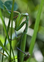 Mante religieuse (Mantis religiosa) 2