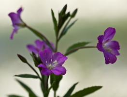 Epilobe hirsute (Epilobium hirsutum)