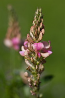 Esparcette à feuilles de vesce (Onobrychis viciifolia) 4