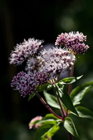 Eupatoire à feuilles de chanvre (Eupatorium cannabinum) 2