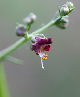 Scrofulaire de Provence (Scrophularia provincialis)