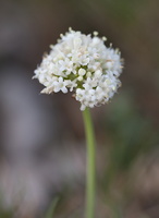 Valériane dioïque (Valeriana dioica) - photo 2