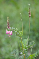 Esparcette à feuilles de vesce (Onobrychis viciifolia) 1