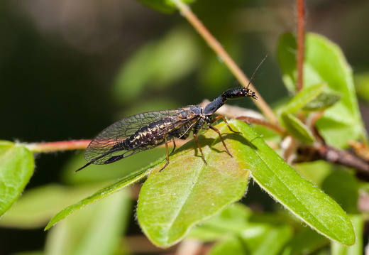 Raphidioptères