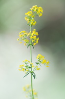 Gaillet-vrai (Galium verum)
