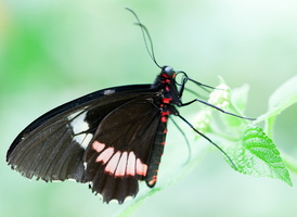 Parides sesostris (ferme aux papillons à Velleron)