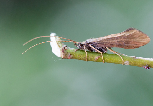 Trichoptères