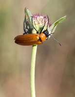 Exosoma lusitanicum