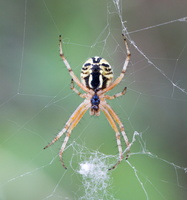 Mangora acalypha