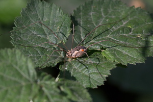 Faucheux (Phalangium opilio) 2