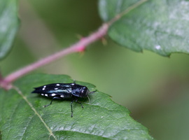 Agrilus biguttatus