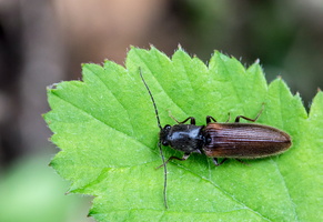 Taupin (Athous subfuscus)