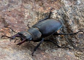 Lucane cerf-volant (Lucanus cervus)