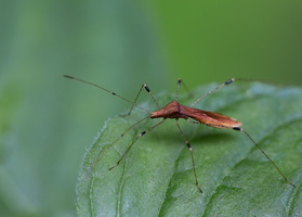 Limonia phragmitidis