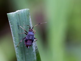 Deraeocoris flavilinea
