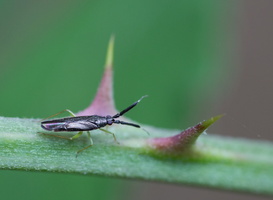 Heterotoma planicornis