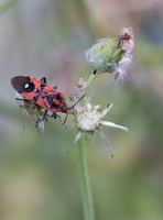 Lygée (Lygaeus equestris)