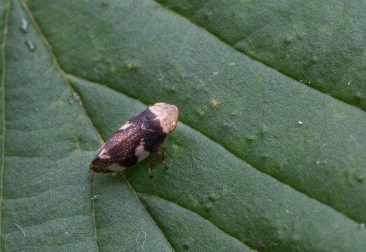 Homoptères