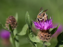 Megachile (Megachile willoughbiella)