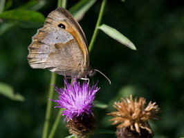Myrtil (Maniola jurtina) 3