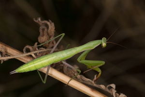 Mante religieuse (Mantis religiosa) 1