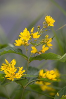 Lysimaque commune (Lysimachia vulgaris) - photo 1
