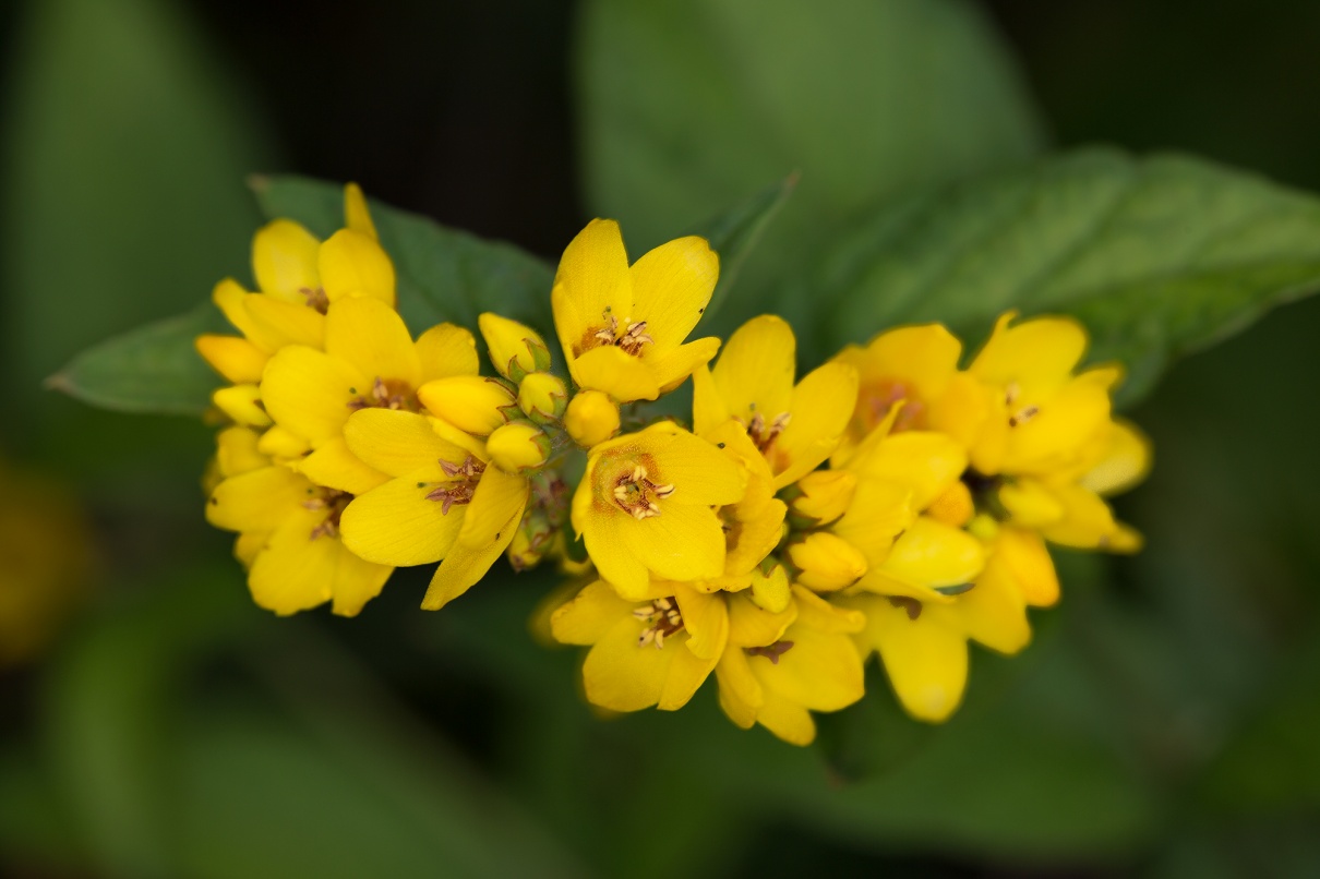 Lysimaque commune (Lysimachia vulgaris) - photo 3.jpg