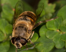 Eristale tenace (Eristalis tenax) 2