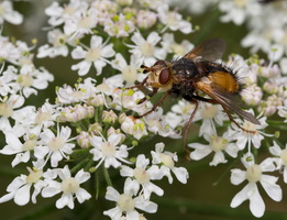 Phaonia angelicae