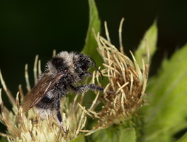 Bourdon des friches (Bombus ruderatus) 1