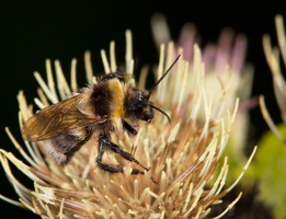 Bourdon des friches (Bombus ruderatus) 2