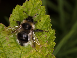 Psithyre bohémien (Bombus bohemicus)