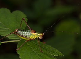 Barbitiste des bois (Barbitistes serricauda)
